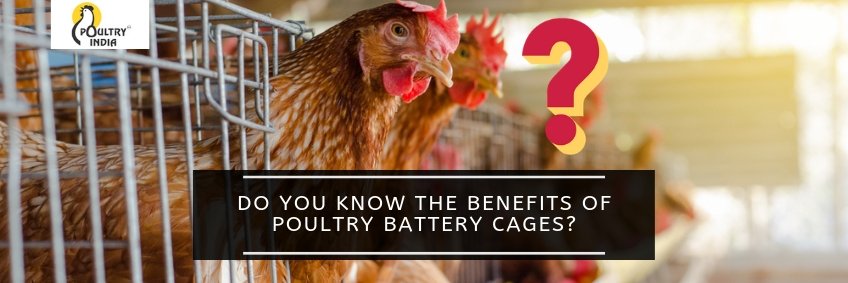 Do You Know the Benefits of Poultry Battery Cages?