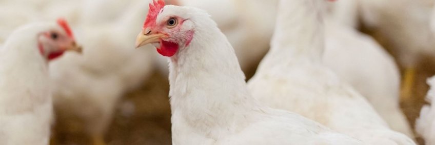 Brazilian Poultry Production and Feed Challenges — Alternative Solutions