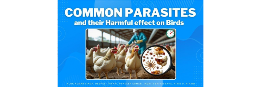 Common Parasites and Their Harmful Effect on Birds