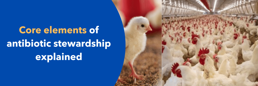 Core Elements of Antibiotic Stewardship in Poultry — Explained