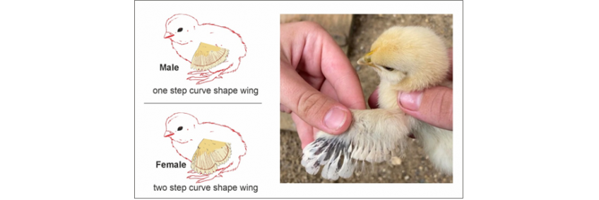 Farm Findings — Feather Sexing in Chicks
