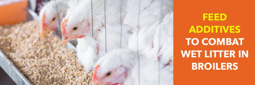 Feed Additives to Combat Wet Litter in Broilers