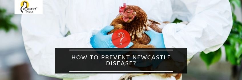 How to Prevent Newcastle Disease (NDV)