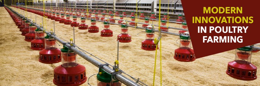 Modern Innovations in Poultry Farming — Breeding, Nutrition, Health, Housing