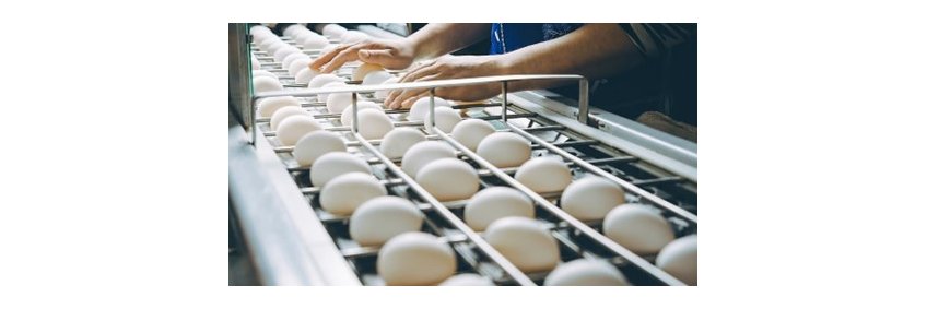 Namakkal Poultry Industry Achieves Major Leap — Exports Eggs to US