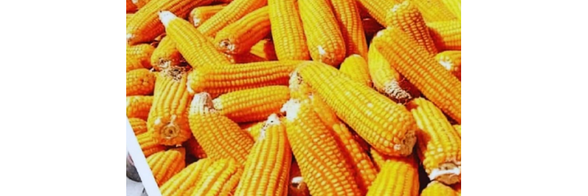 Poultry Feed Crisis — Why Four Neighboring Countries Could Pose a Challenge