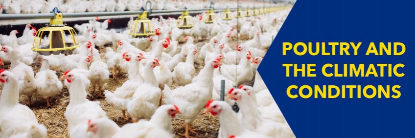 Poultry and the Climatic Conditions — Hot & Cold Weather Management