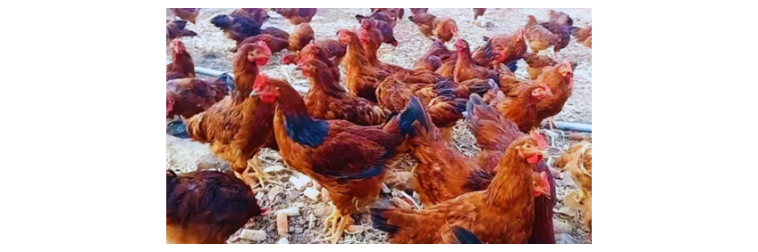The Future of Poultry in India — Rising Demand for Eggs and Chicken in the E-commerce Era