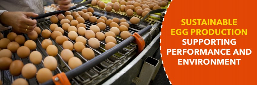 Sustainable Egg Production — Supporting Performance and the Environment