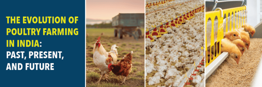 The Evolution of Poultry Farming in India — Past, Present, and Future