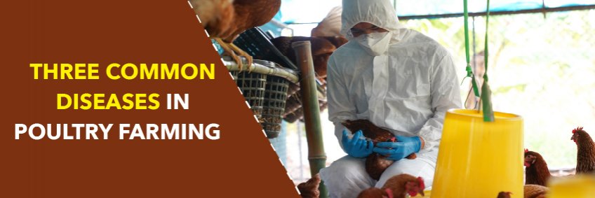Three Common Diseases in Poultry Farming — Avian Influenza, Exotic Newcastle, Pullorum-Typhoid