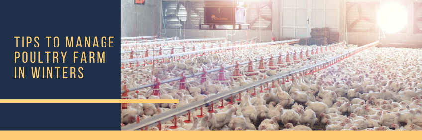 Tips to Manage Poultry Farm in Winters