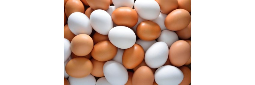 UK Egg Producers Call on Food Businesses to Back British Eggs
