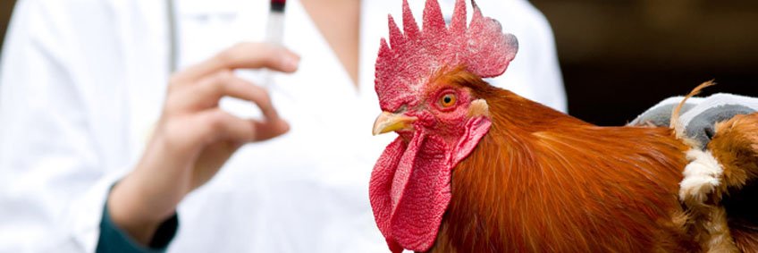 Infectious Bronchitis Control — Protection and Prevention
