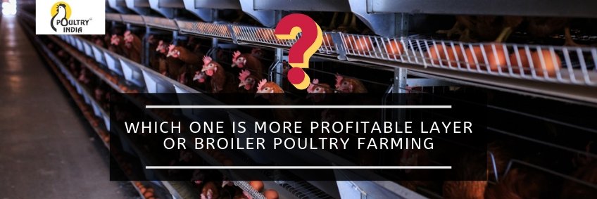 Which One is More Profitable — Layer or Broiler Poultry Farming?