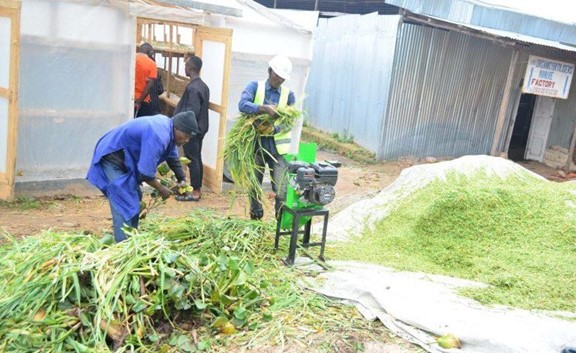 Water hyacinth plant material