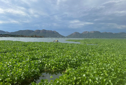 Water Hyacinth: Turning an Invasive Weed into Sustainable Poultry Feed