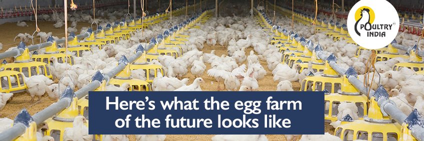 Here's What the Egg Farm of the Future Looks Like — Kipster