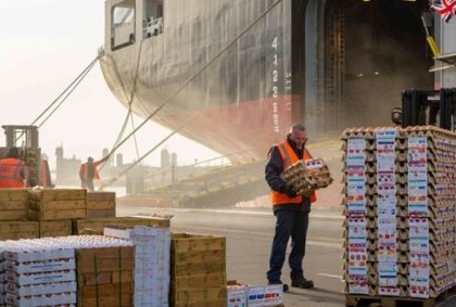 Shell Shocked: Surge in Lower-Standard Egg Imports in UK