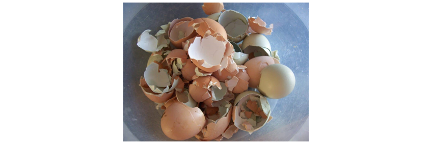 New Patents for Eggshells to Heal Cracked Bones — Periyar University