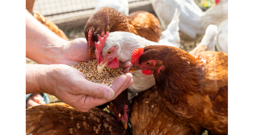 Why Poultry Farmers Are Flocking to AI