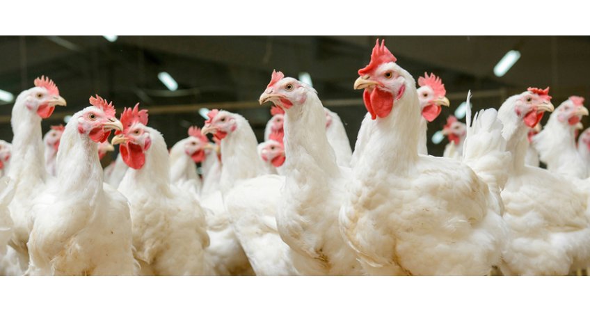 Temperature to Favour Poultry — Agromet &amp; RMC Chennai Advisory
