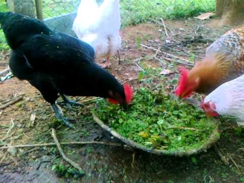 Azolla feeding — nutritional composition