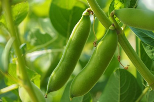 UK Poultry Sector Edges Toward Soya Replacement Amid Pulse Innovation