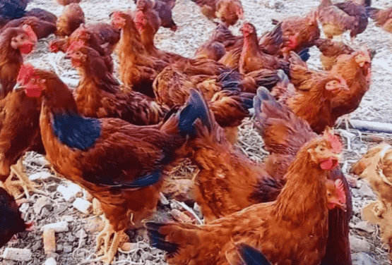E-commerce Poultry