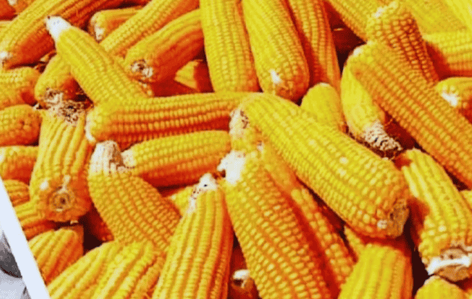 Feed Crisis