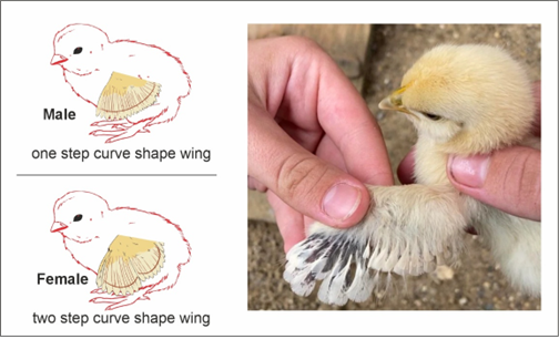 Hatching Eggs