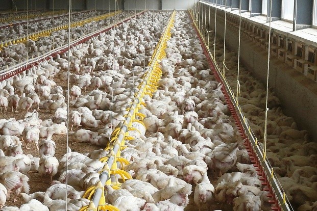 Place, People and Progress — British Poultry Resilience