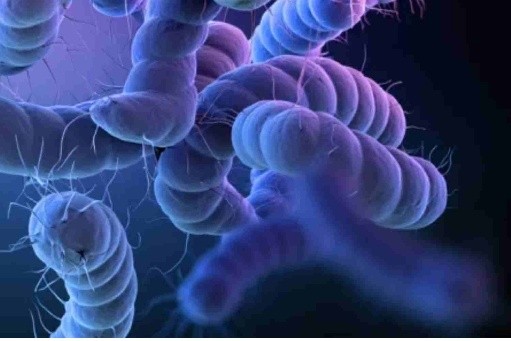 Campylobacter jejuni in Poultry — Improving Human Health