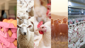 Agriculture at the Core of India's Next Growth Phase