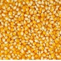 Maize and poultry growth