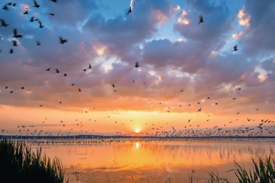 Avian Influenza Declines Across Europe After Winter Peak