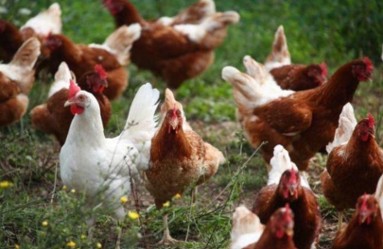 Poultry empire at Oxford