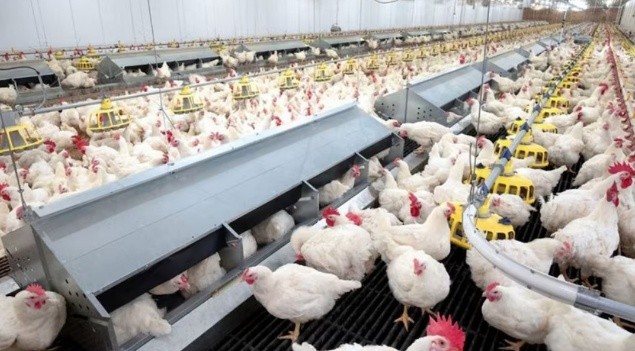 Coop to Commerce: West Bengal's Rs 30,000 Crore Poultry Growth Story