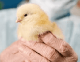 Poultry Biosecurity