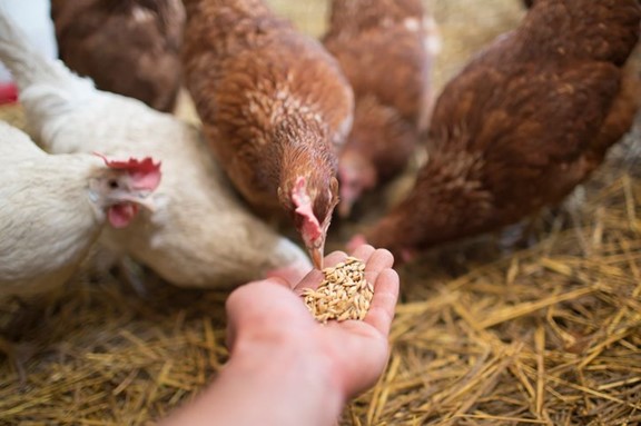 Nod for Animal Feed Import Triggers Unease Among Farmer Outfits
