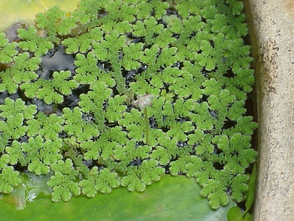 Azolla Feeding in Poultry: A Sustainable Green Feed Alternative