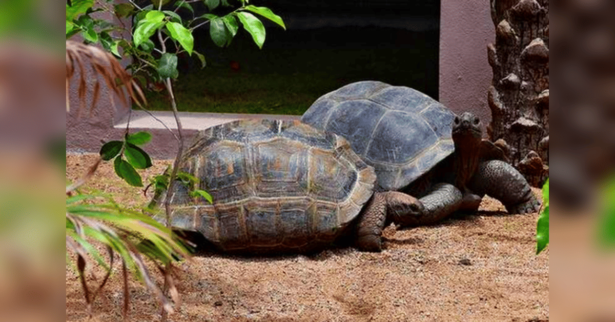 Nehru Zoological Park
